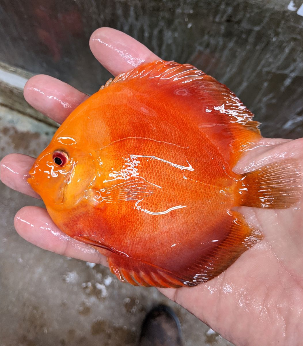 Mandarin Red Fujji Discus Fish 3-3.5 inch